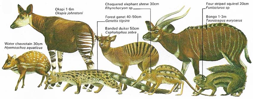 Mammals of the tropical rainforest