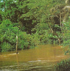 Rainforest riverbank