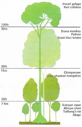 Rainforest tree heights