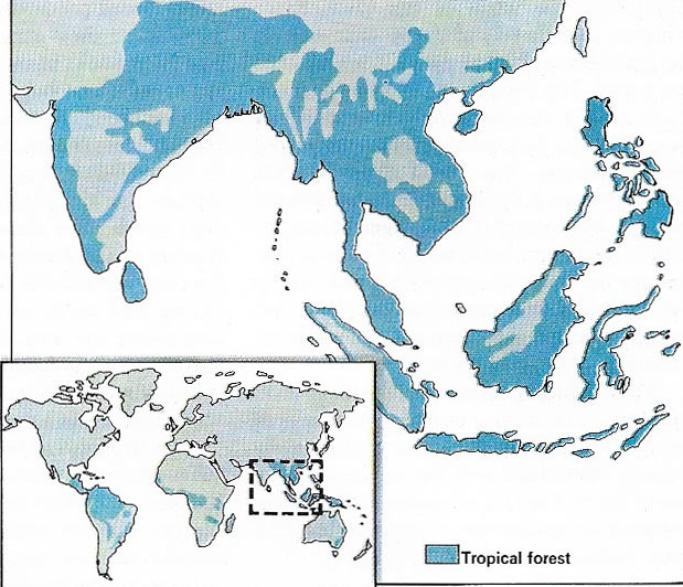 Rainforests would grow in all the areas shown in blue on the map were it not for man.