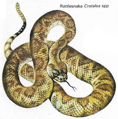 Rattlesnake