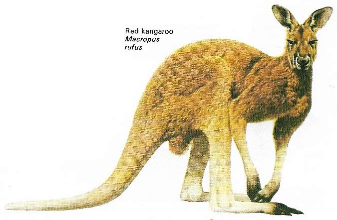 Red kangaroo