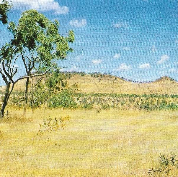 Savanna woodland