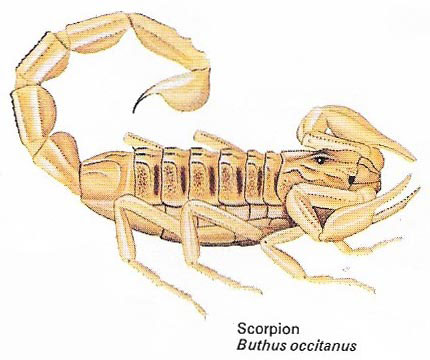 Scorpion