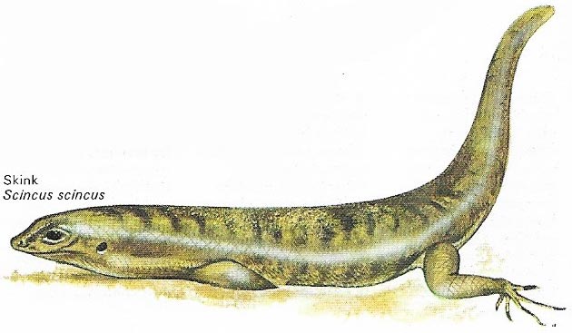 Skink