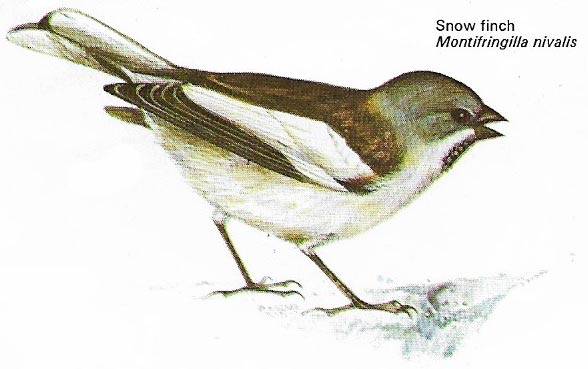 Snow finch