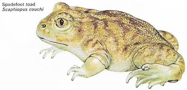 Spadefoot toad