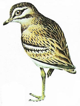 Stone curlew