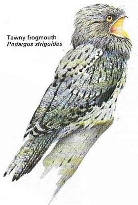 Tawny frogmout