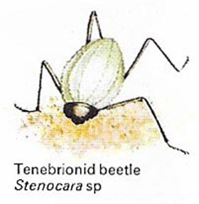 Tenebrionid beetle