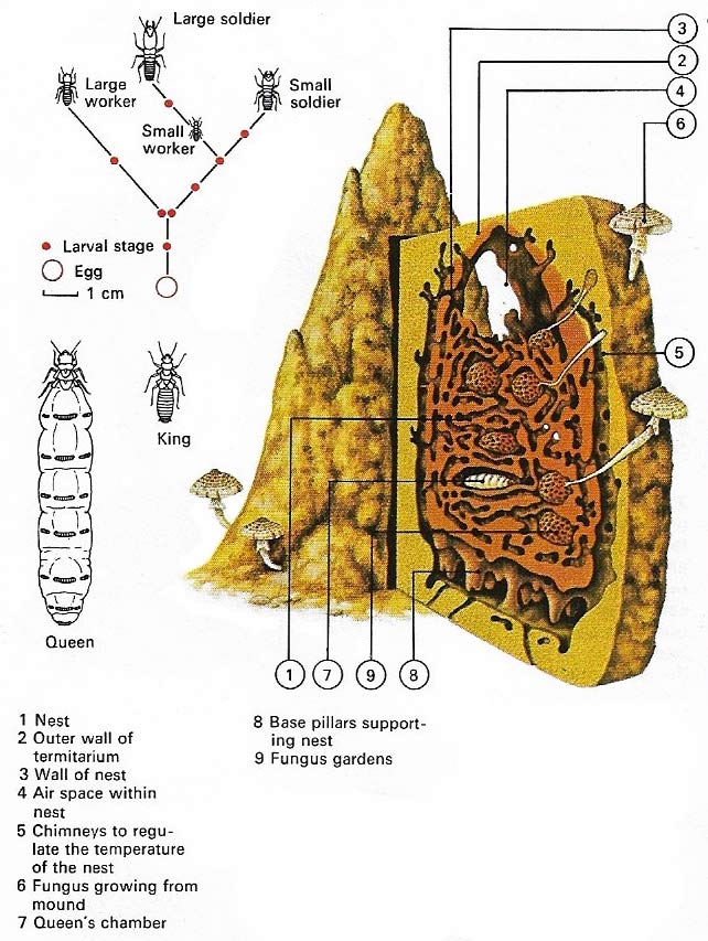 Termite mound