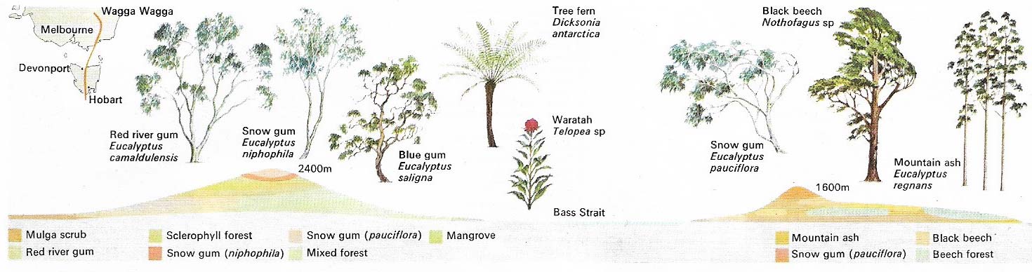 The effects of local climatic differences can be seen in the trees found along a line transect of a southern portion of the Great Divide and Tasmania.