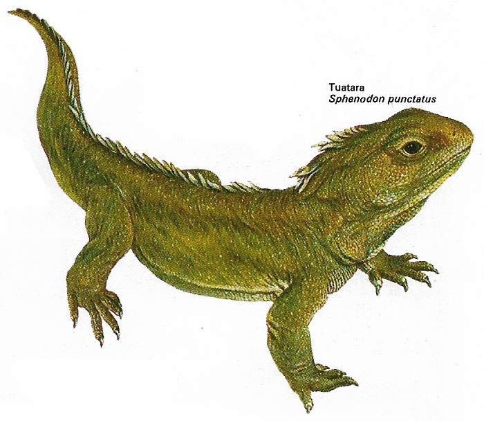 Tuatara