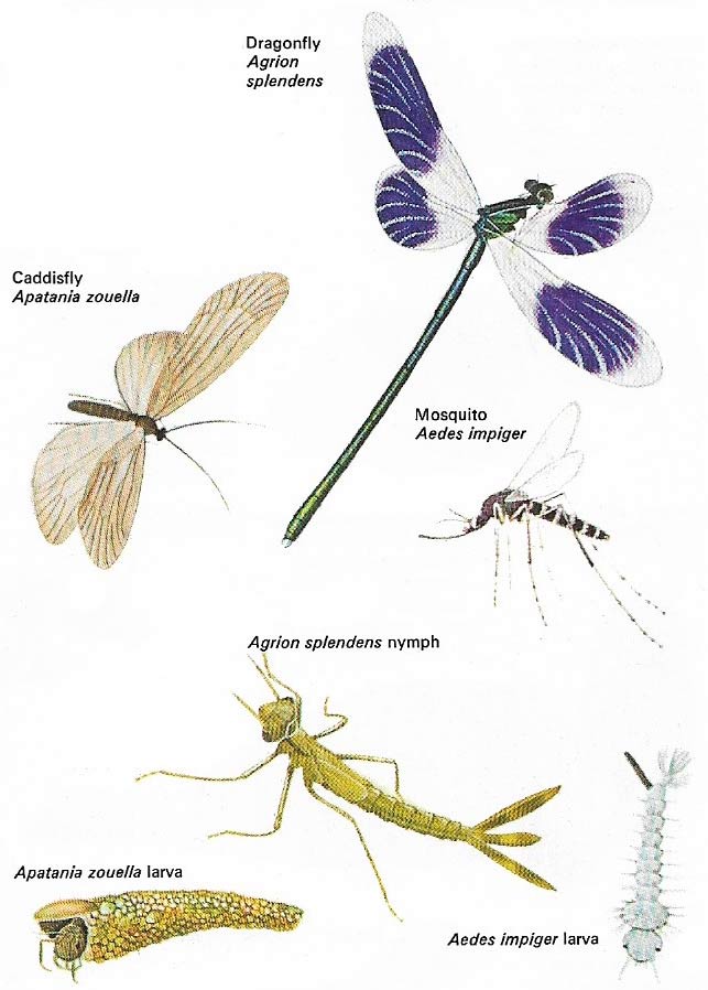 Insects found on the tundra