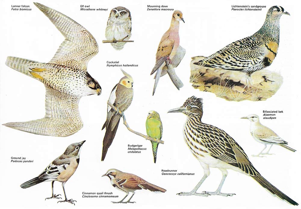 Typical birds of the desert
