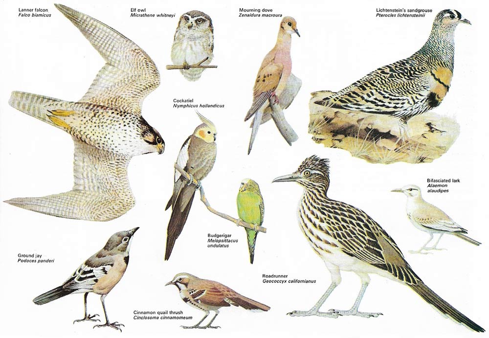 desert birds and mammals desert birds and mammals