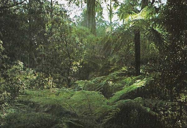 Tree ferns and eucalyptus abound at the edge of a typical 'wet' forest area of New South Wales.