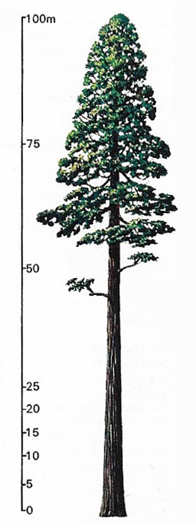 California redwood