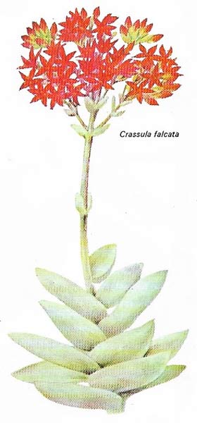 Crassula falcata