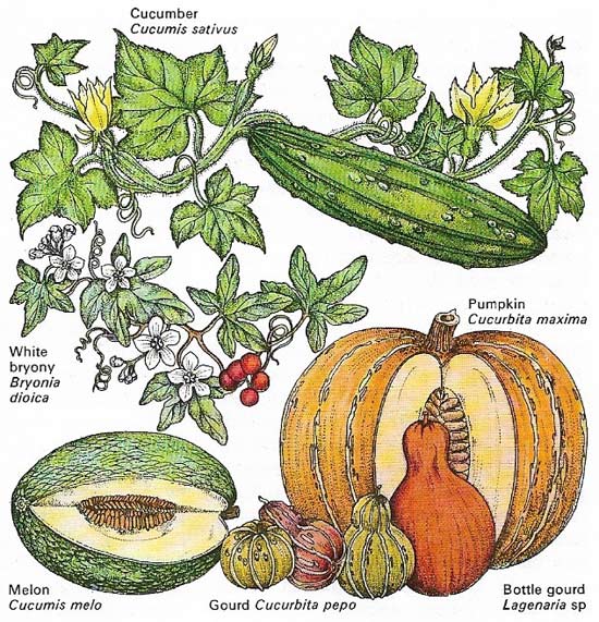 Cucurbitaceae