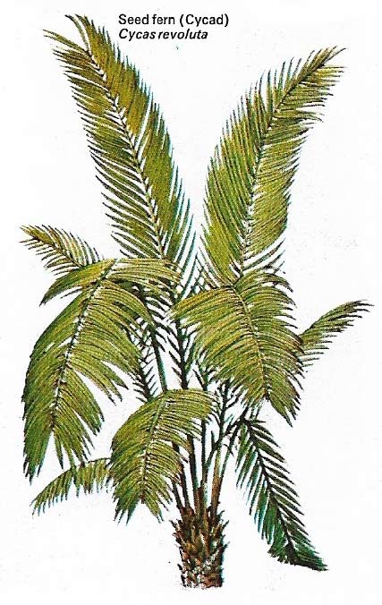 Cycad