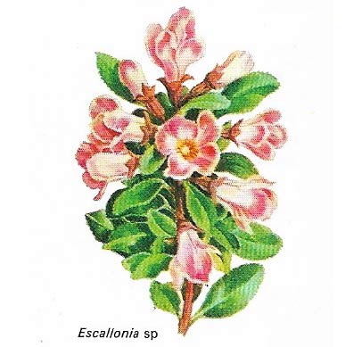 Escallonia