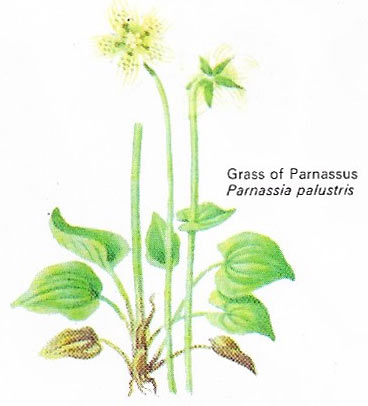 Grass of Parnassus is not a grass but is related to the saxifrages.
