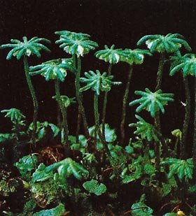Liverworts,such as Marchantia, sometimes have fleshy umbrella-shaped structures growing from the thallus.