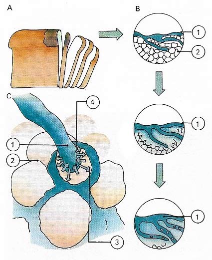 The commonmold Mucor lives on dead organic material and is easily grown on damp bread.