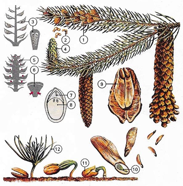 Norway spruce reproductive cycle