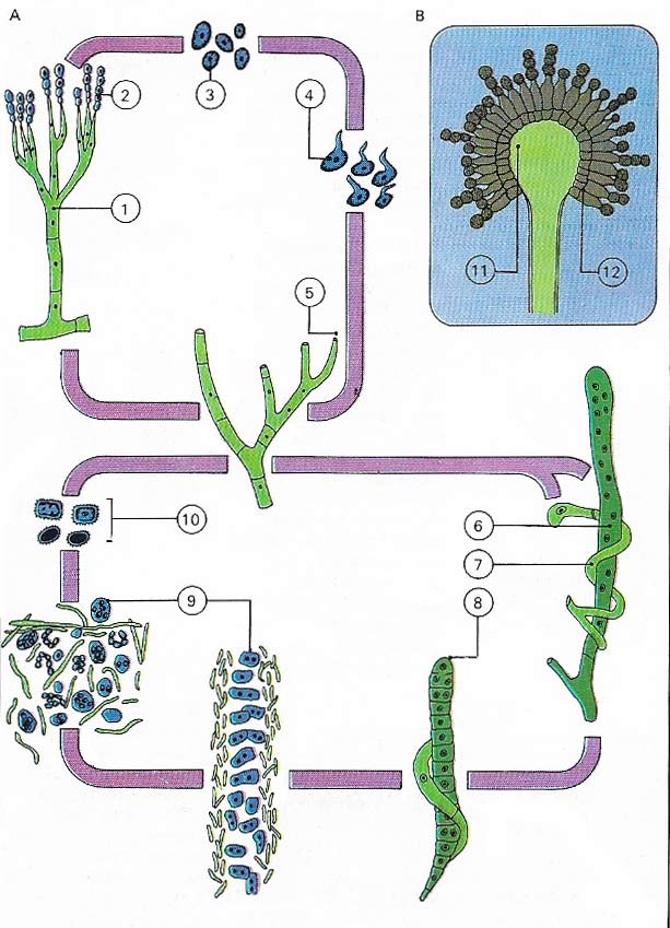 Penicillium