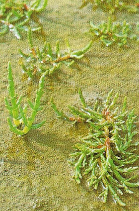 Salicornia