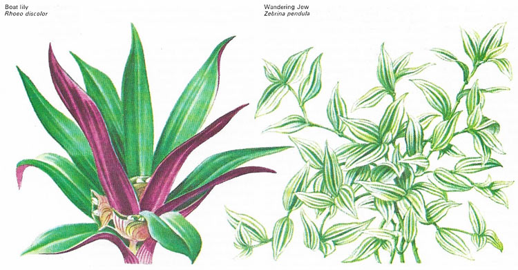 Tradescantia