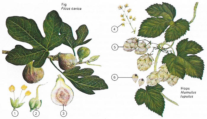 The plant order Urticales contains a number of diverse families as widely different as the elms, figs, hops, and stinging nettles.