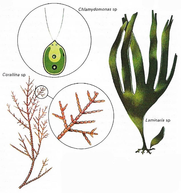 Variety of algae