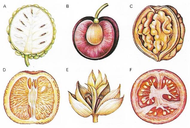 Angiosperm fruits