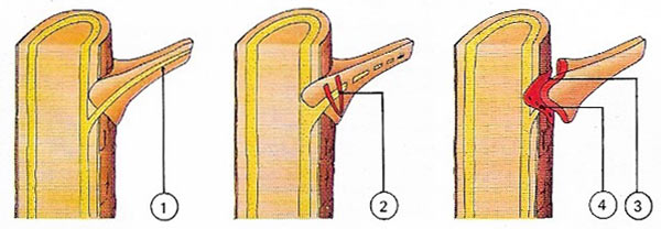 Plant hormone (auxin) is produced by the leaf.