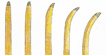 Plant stems bend toward the light because the growth hormone auxin, produced in the tip, is diverted to the shaded side of the plant where it stimulates markedly faster growth.