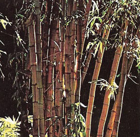 Bamboo