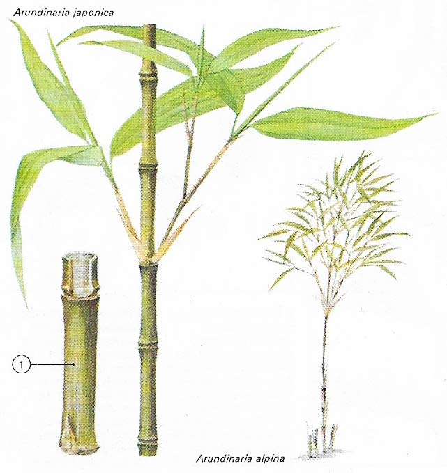 The bamboos are woody members of the grass family that vary in height from a few centimeters to several meters.