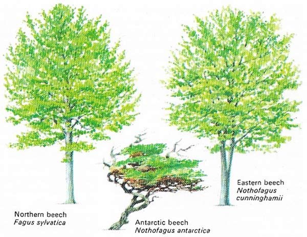 The beech of the Northern Hemisphere (family Fagaceae) does well on chalky soil.