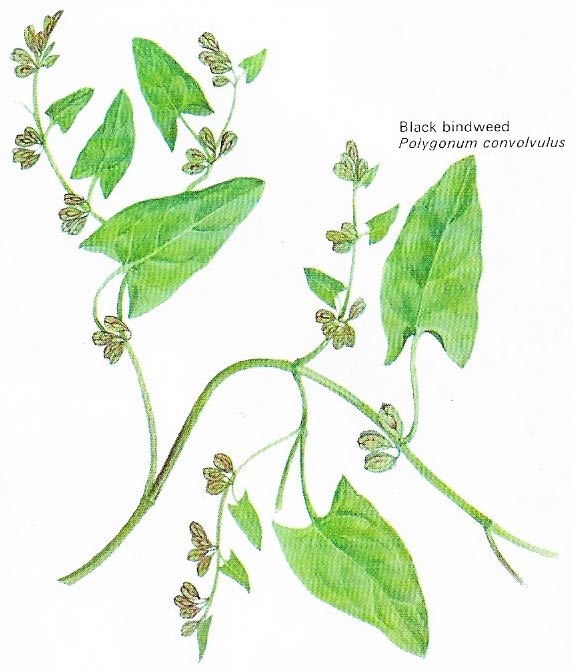 The knotweeds (family Polygonaceae), of which the black bindweed is one, are a group of 900 species which include in their numbers dock, sorrel, and many other common weeds.