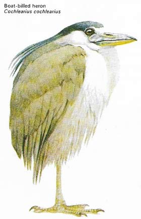 Boat-billed heron