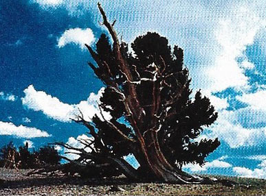 Rocky Mountain bristle-cone pine