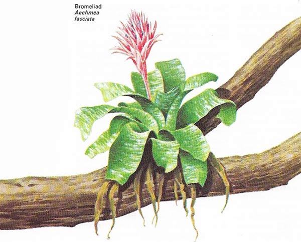 The bromeliads (family Bromeliaceae) come from the New World tropics.