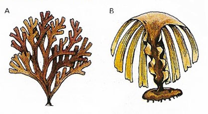 Brown algae range from small filamentous types to large plants with elaborate structures.