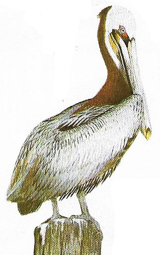 Brown pelican