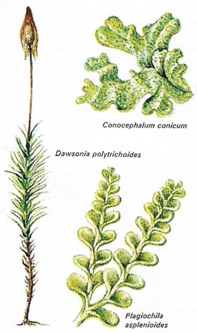 Mosses and liverworts are almost certainly descended from algae and show stages in the development of a land habitat.