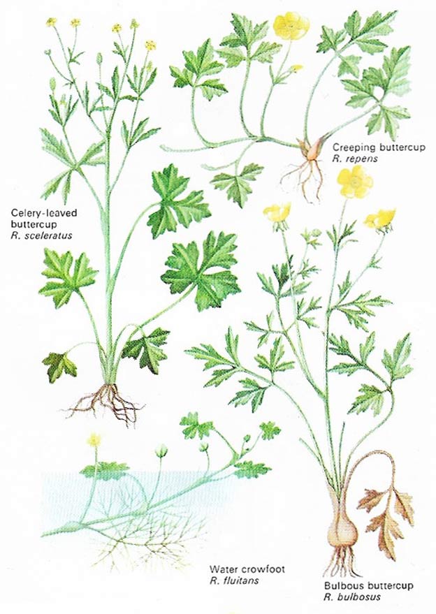 Buttercups are common plants of the family Ranunculaceae that very greatly in shape and size and occur in many ecological niches from water to meadows.