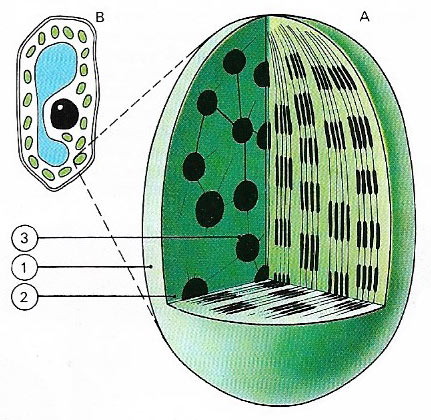 chloroplast